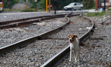 Reporta Canacintra disminución de atracos a trenes