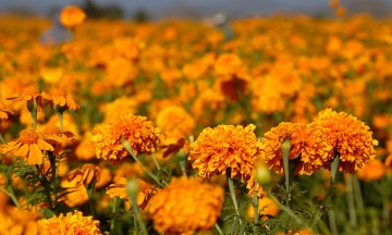 Cempasúchil, la flor de sustento de doña Mary