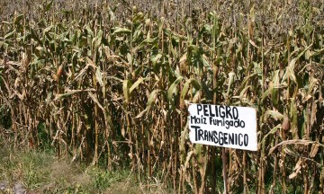 Continúa suspensión para maíz transgénico