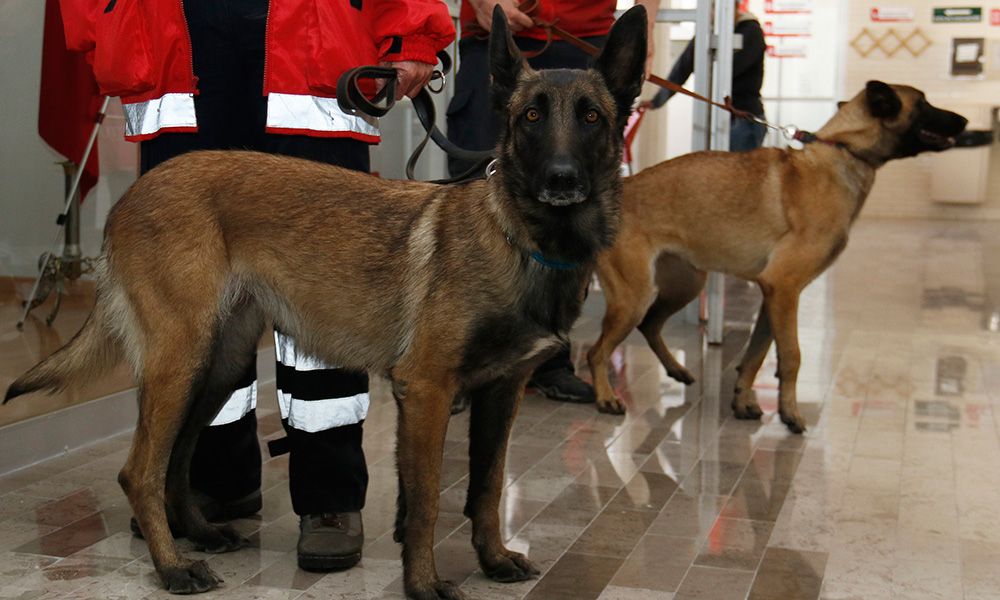 Reconocen a binomio canino héroe del sismo
