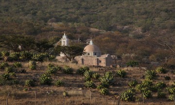 Mejoran el sabor del agave a través de un proceso orgánico