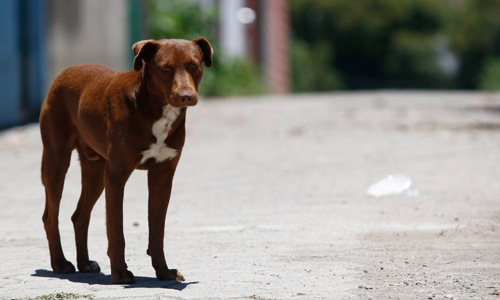 Terminan en la calle el 70% de mascotas regaladas