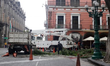 Ayuntamiento derriba 150 árboles en riesgo de caer