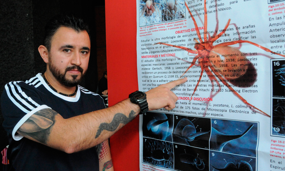 Descubre UNAM nueva especie de araña violinista en Puebla