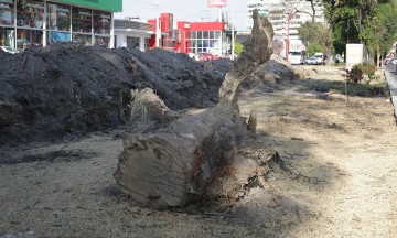 Puebla, con déficit en áreas verdes   