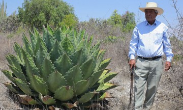 Galería: Habitantes plantan agave mezcalero en suelo erosionado