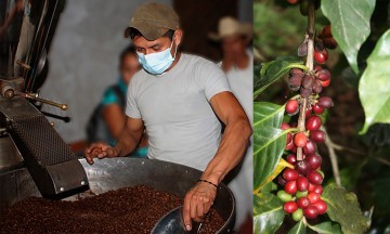 Puebla, tercer lugar nacional en producción de café: Sagarpa