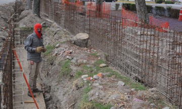 Niegan tala por RUTA 3; trasplantaron una jacaranda al Parque Juárez