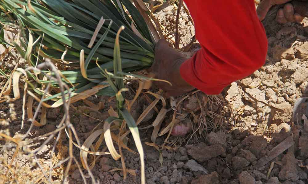 Proponen huertos de traspatio para combatir desnutrición
