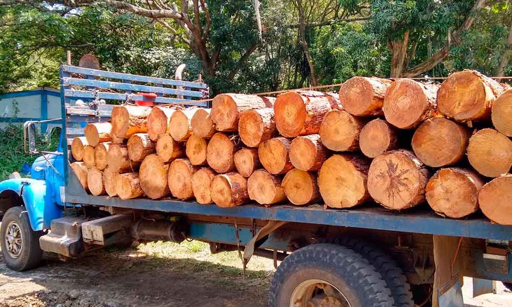 Decomisa Profepa 577 metros cúbicos de madera ilegal