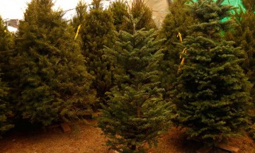 Buscan incentivar convivencia familiar y cultura forestal con programa navideño