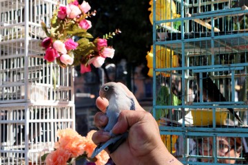 Fotorreportaje: Pajareros realizan peregrinación anual en su día