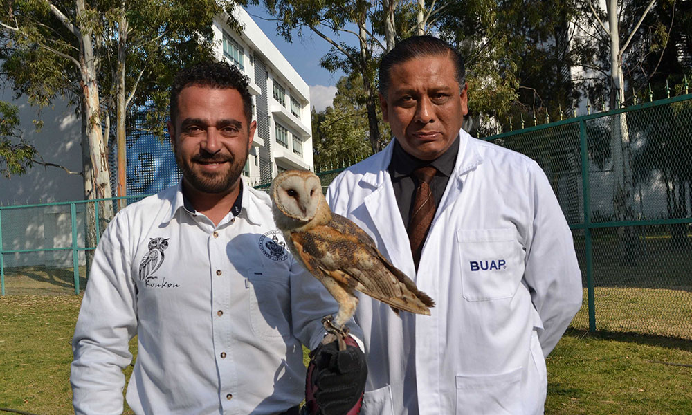 Investigadores de la BUAP, crean prótesis para aves rapaces