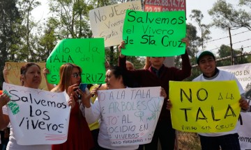 Denuncian continuar tala de árboles en vivero Santa Cruz; autoridades lo niegan