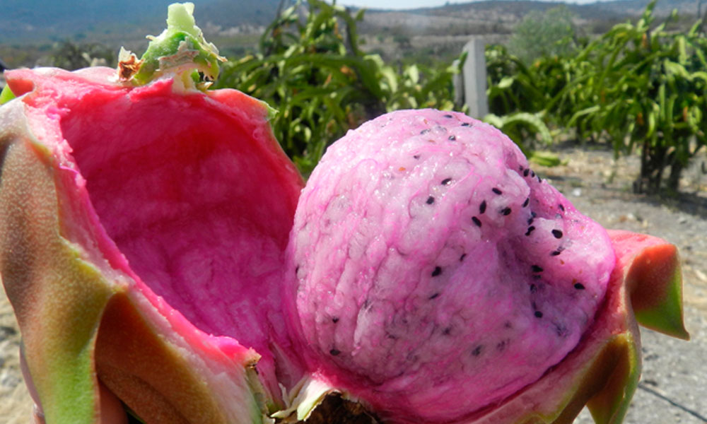 La pitahaya, orgullo de Santa Clara Huitziltepec