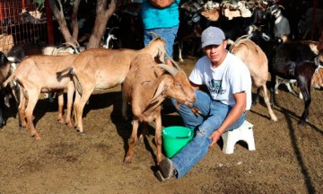 SGG entrega 240 vientres caprinos a productores ind&iacute;genas