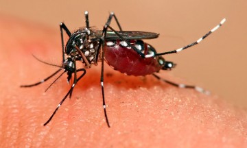 Van 696 casos de dengue en Puebla