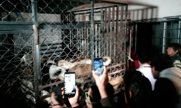 Rescatan 30 perros sobrevivientes de La Comeperros