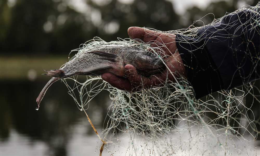 [Fotorreportaje] Pescan su sustento en el lago de Valsequillo