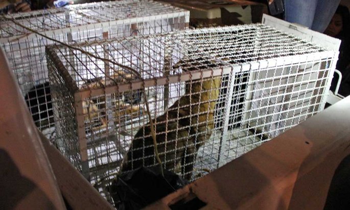 Tras caso de La Mataperros, proponen reformas sobre maltrato animal 