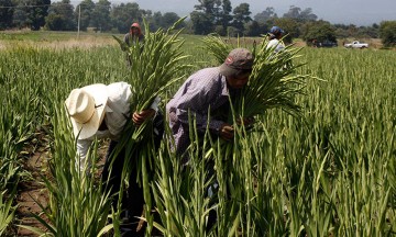 Plantean acabar con el huachicol con apoyo al campo