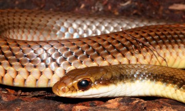 Investigador BUAP descubre nueva especie de serpiente