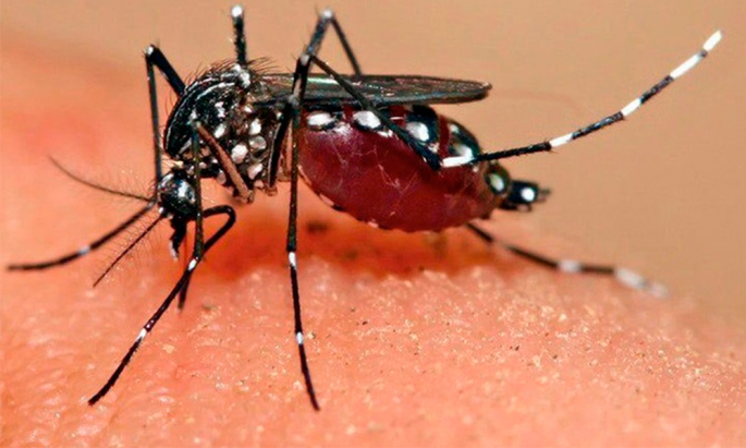Puebla, noveno lugar en muertes por dengue