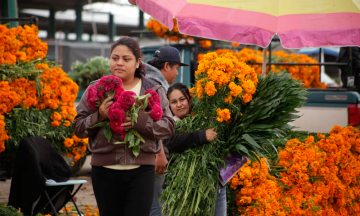 Comienza la venta y corte de cempasúchil en Mercado de las Flores