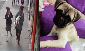 Captan robo de perrita en la Maestro Federal; se niegan a devolverla