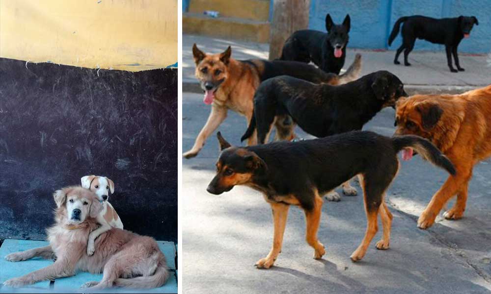 Van 7 perritos muertos tras rescate en Bosques San Sebastián