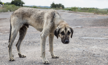 Maltrato animal, una constante en Puebla durante 2019