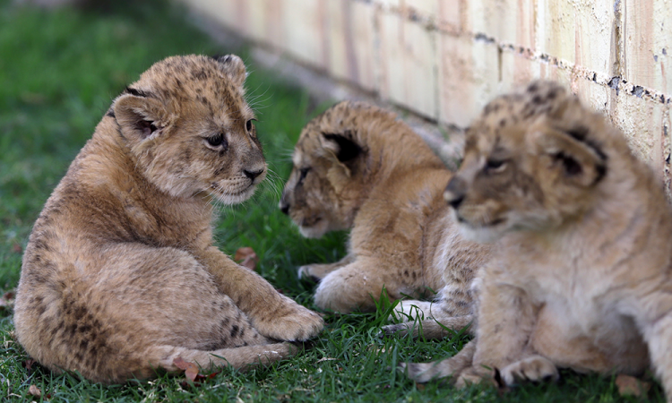 ¡Qué ternura! Así son los leones africanos que nacieron en Parque Loro