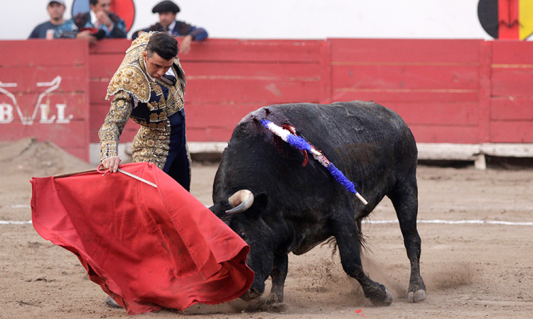 Buscarán regular corridas de toros en Puebla: Karla Ríos