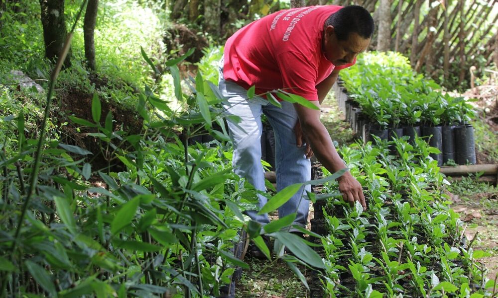 Gobiernos anteriores abandonaron producción de café en Puebla: Desarrollo Rural 