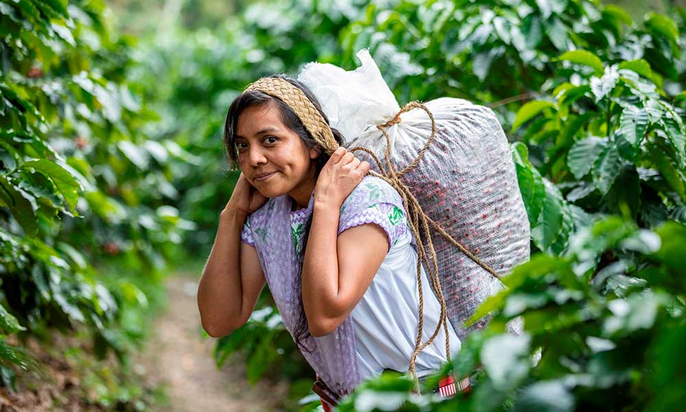 Cafeticultoras, orgullo de la Sierra Norte de Puebla