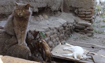 Por coronavirus, refugios de mascotas se verán afectados