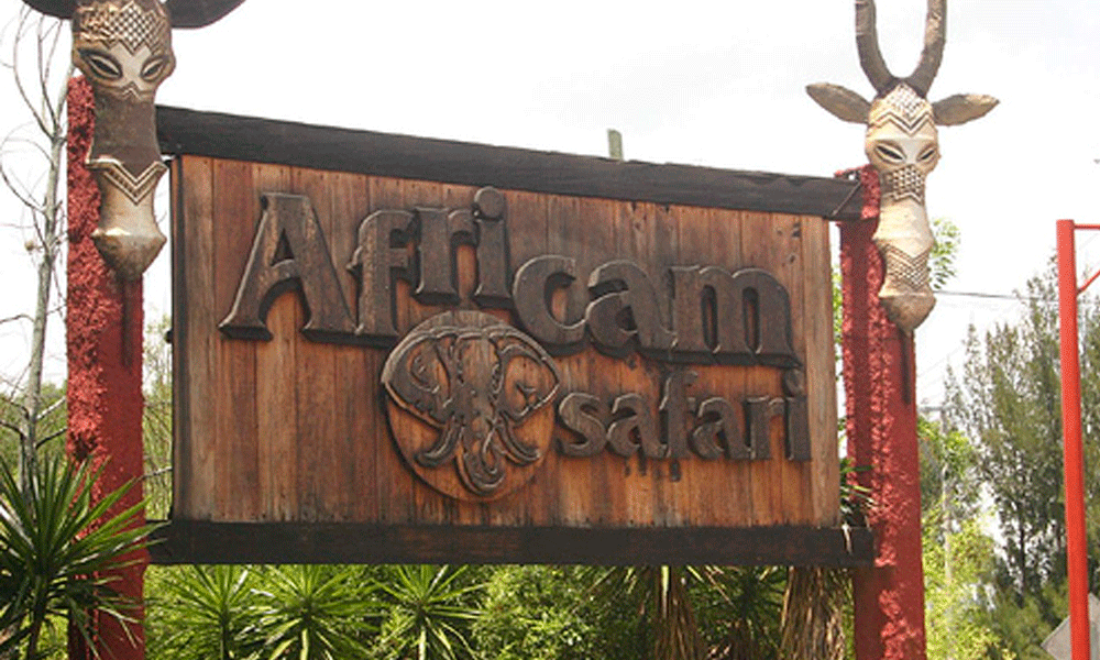 Africam Safari continuará abierto, los recorridos solo serán en auto unifamiliar