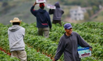 En plena contingencia, jornaleros poblanos trabajarán en Canadá 