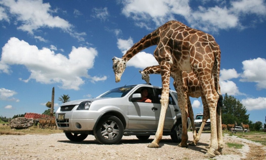 Africam Safari, Listo Para Reabrir De Manera Segura