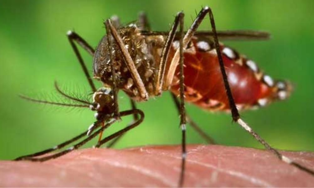 Registra Puebla casi 100 casos de dengue 