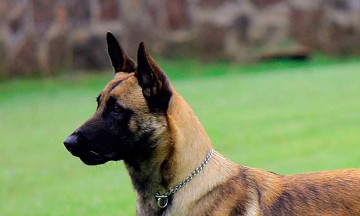 Ayuntamiento compra 13 perros policía por un millón 400