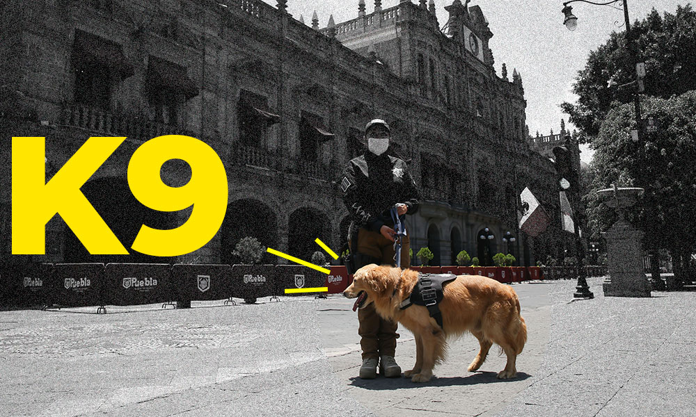 Así es el grupo K9, los perros policías que compró el Ayuntamiento para combatir el crimen