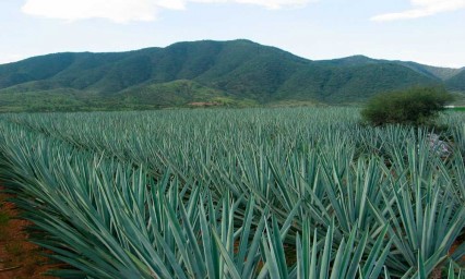 Tequilera Don Ramón instalará la destiladora más grande de América en Tepeaca