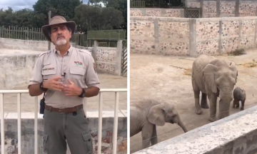 Africam Safari abre sus puertas tras casi 5 meses de cierre 