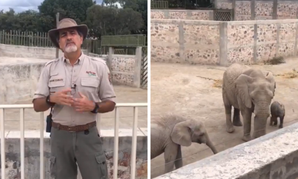 Africam Safari abre sus puertas tras casi 5 meses de cierre 