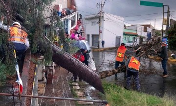 En la 9 Norte se registró la caída de un árbol y una barda.