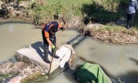 Presencia de un caimán en el río Atoyac