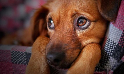 Cabildo analiza una tenencia a mascotas en Puebla para el 2021