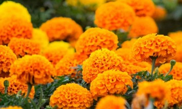 La esperanza está en la flor de muerto: productores