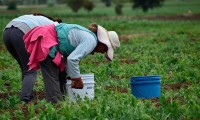 Viajarán 200 poblanos a Estados Unidos como trabajadores agrícolas 